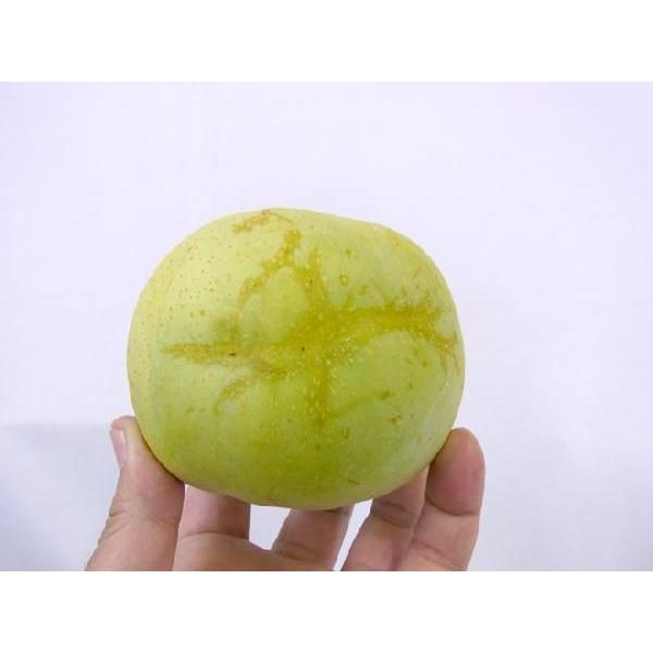 鳥取産 ”二十世紀梨” 訳あり 大玉20〜40玉 約10kg【予約 8月末以降