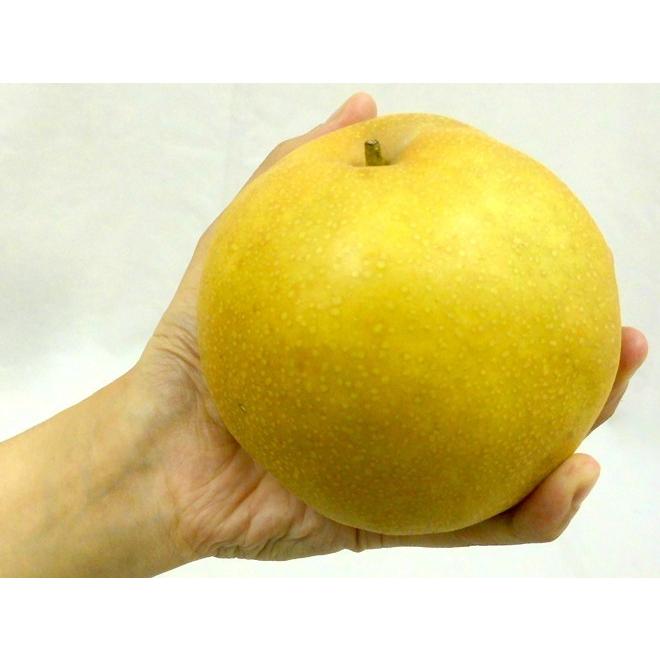 鳥取産 ”新甘泉（しんかんせん）梨” 訳あり 約10kg 大きさおまかせ