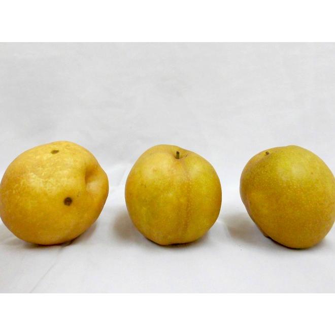 鳥取産 新甘泉（しんかんせん）梨” 訳あり 約5kg 大きさおまかせ【予約