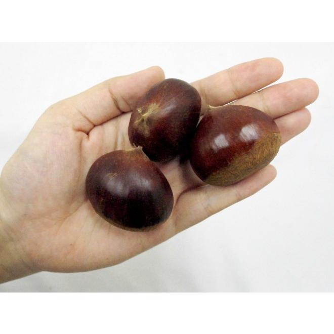 農薬不使用生栗　３Ｌサイズ　10キロ 茨城県産 茨城 笠間産 大粒 無農薬 生栗 1kg | 栗処 旬