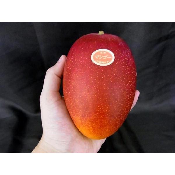 完熟 マンゴー 超特大5L1玉 秀品 宮崎県産 贈答用 ギフト 母の日