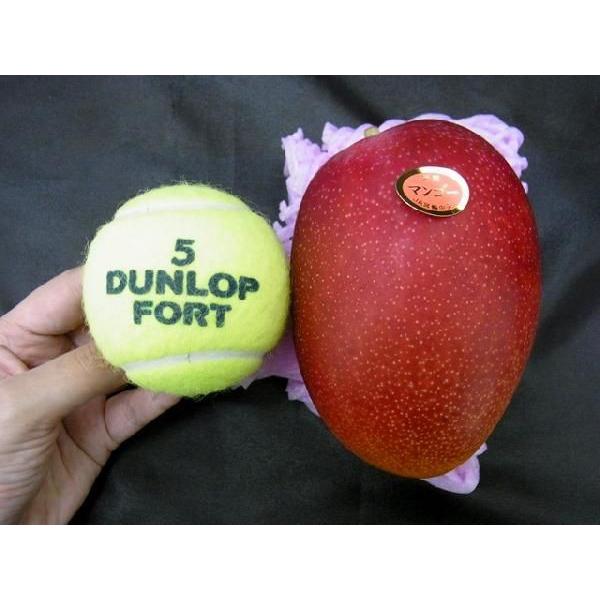 父の日 完熟マンゴー 太陽のタマゴ 宮崎 3L 秀品 送料無料 450g以上