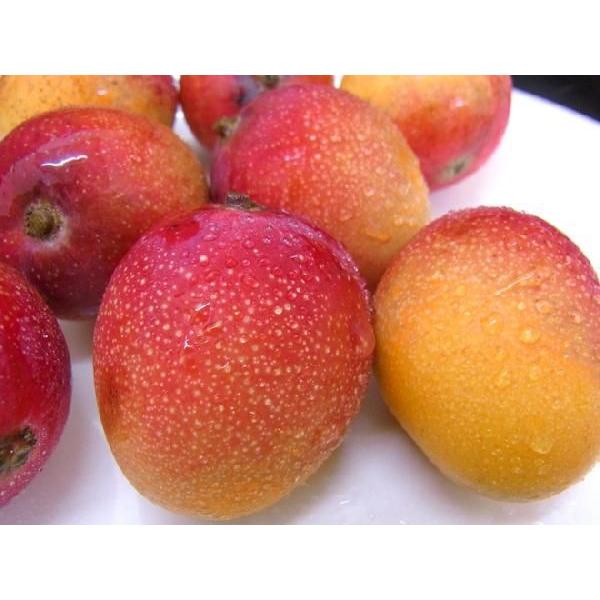 宮崎県産ミニミニマンゴー箱込み1270g入り お中元 ミニマンゴー 宮崎産 約400g サイズおまかせ : 果物専門