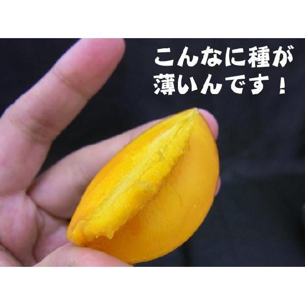 後払い手数料無料】”宮崎ミニマンゴー” 1pc 5〜10玉入り パック入り 約