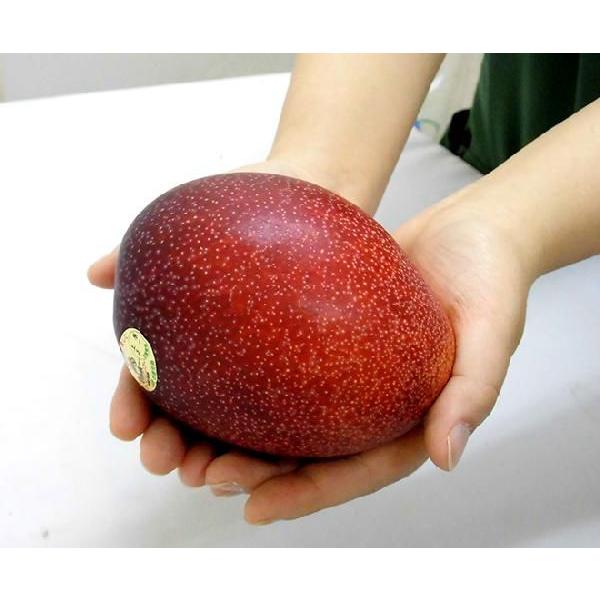 鹿児島産 ”完熟マンゴー” 秀品 特大3L 約450g以上 パック入り【予約 5