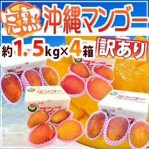沖縄産 ”生まれ育つマンゴー” 訳あり 約1.5kg×《4箱》 12〜20玉前後 出どころ箱 沖縄マンゴー【取って置く 7月下旬今後】 貨物輸送無料
