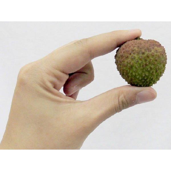 生グリーンライチ 妃子笑（ひししょう）” 約4kg 中国産 レイシ 茘枝