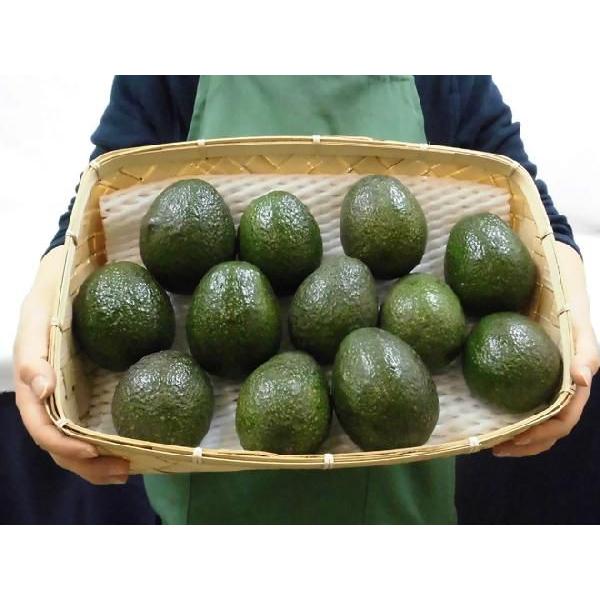 メキシコ産 ”アボカド” 12〜15玉 約2.5kg 送料無料 : くらし快援隊