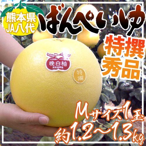 熊本県八代特産 晩白柚” ばんぺいゆ 秀品 Mサイズ 約1.2〜1.3kg【予約