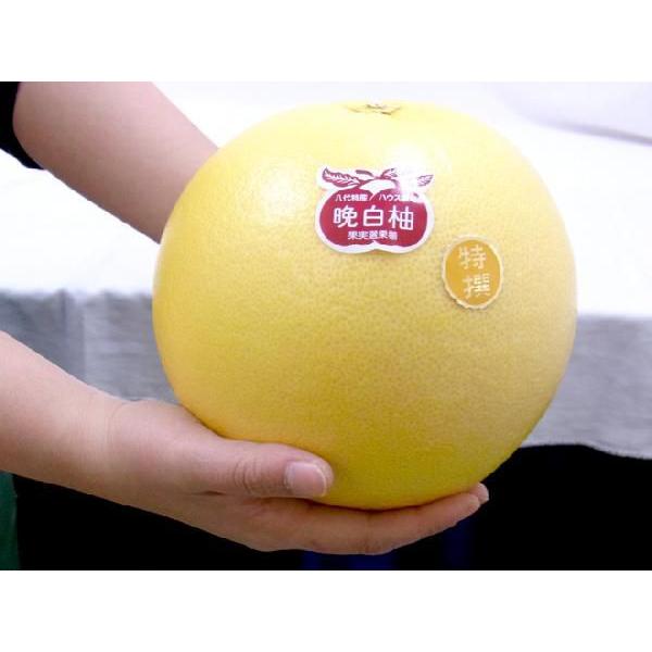 熊本県八代特産 晩白柚” ばんぺいゆ 秀品 Mサイズ 約1.2〜1.3kg【予約