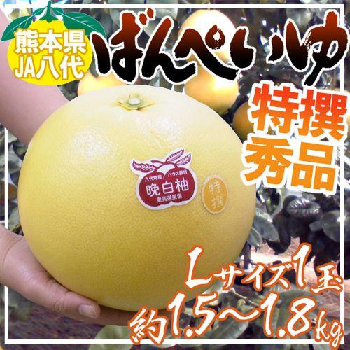 熊本県八代特産 晩白柚” ばんぺいゆ 秀品 Lサイズ 約1.5〜1.8kg【予約