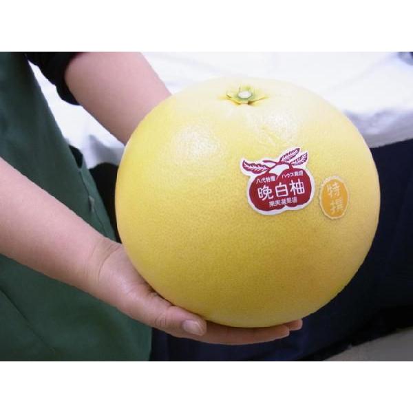 熊本県八代特産 晩白柚” ばんぺいゆ 秀品 Lサイズ 約1.5〜1.8kg【予約
