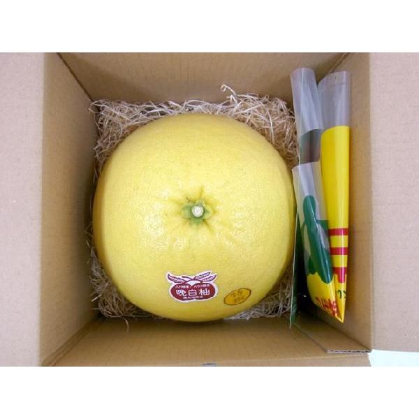 熊本県八代特産 ”晩白柚” ばんぺいゆ 秀品 2Lサイズ 1玉 約2kg 化粧