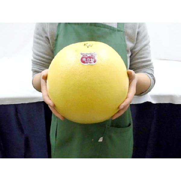 熊本県八代特産 ”晩白柚” ばんぺいゆ ちょっと訳あり 超特大3Lサイズ