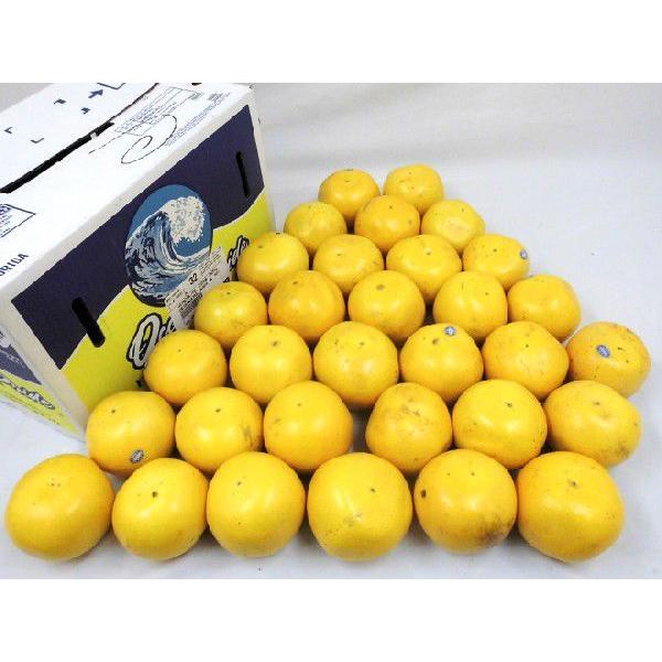 産地厳選 ”グレープフルーツ” 訳あり 約12kg 大きさ・品種・産地