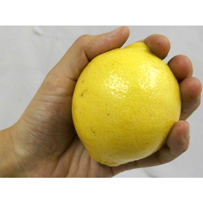 チリ・アメリカ産など ”ノンケミレモン” 大きさおまかせ 約2kg 安心の