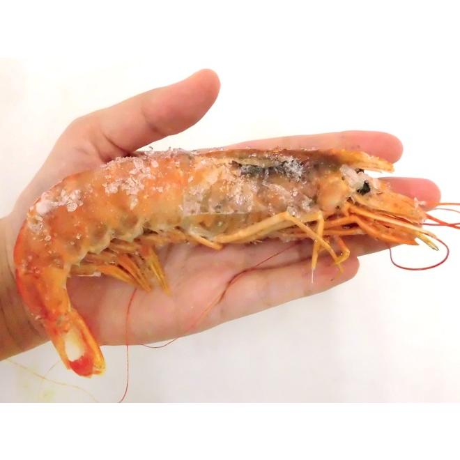 アルゼンチン赤海老” 20〜40尾前後 特大L1サイズ 約2kg 生食/お
