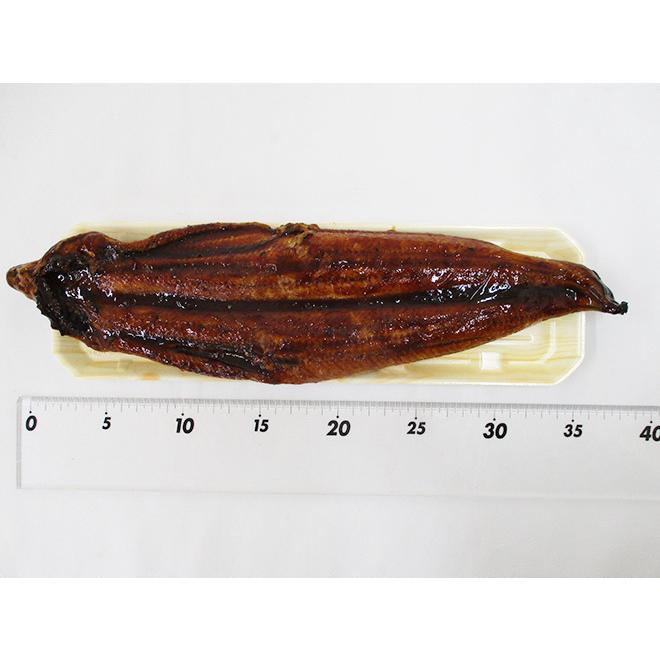 うなぎ蒲焼” 約8〜10kg(約4〜5kg×2箱) 中国産 ウナギ/鰻/有頭腹開 送料無料 :4101101-ukaba5kgx2:くらし快援隊 - 通販 - Yahoo!ショッピング うなぎ蒲焼” 約8〜10kg(約4〜5kg×2箱) 中国産 ウナギ/鰻/有頭腹開 送料無料 :4101101-ukaba5kgx2:くらし快援隊 - 通販 - Yahoo!ショッピング