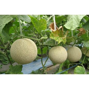 メロン マスクメロン 1玉 贈答用 果物の王様 百貨店品質の高級品