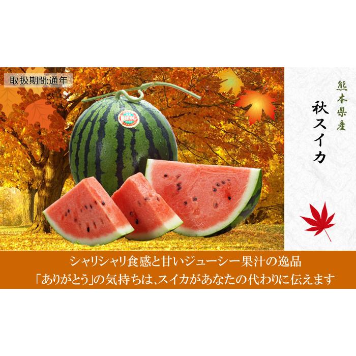 スイカ 熊本県産 すいか 6kg 1玉 敬老の日 感謝 プレゼント化粧箱入り　贈答用 ギフト ありがとう プレゼント イベント 熨斗 ギフト広場