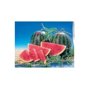 スイカ 熊本県産 すいか 6kg 1玉 敬老の日 感謝 プレゼント化粧箱入り　贈答用 ギフト ありがとう プレゼント イベント 熨斗 ギフト広場