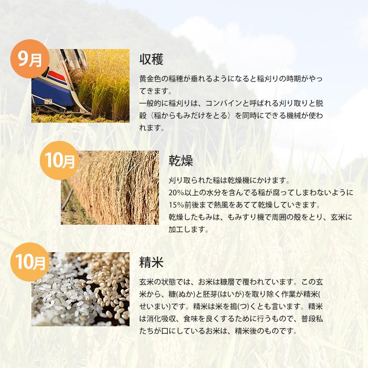 【令和5年産】にこまる 900g 岡山県産 白米 無洗米 玄米 分付き米 3分付き 5分付き 7分付き 1000円ポッキリ 少量パック 送料無料｜kurasikibeibei｜08