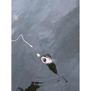 マス、アユ用ミノー&バーブレスフックセット i-loop マイクロ スプーン 2.5cm 2.5g 10色 10個 ルアー セット