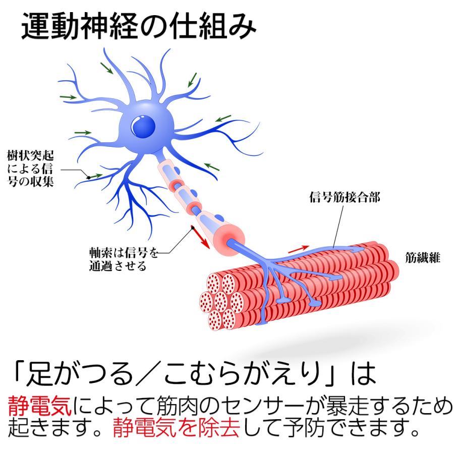 脚ツランベルト アシツランベルト 足がつらないベルト ‐足首ベルト 足がつる 痙攣 こむら返り こむらがえり ふくらはぎ 締め付けない 蘭華|kurazo|03