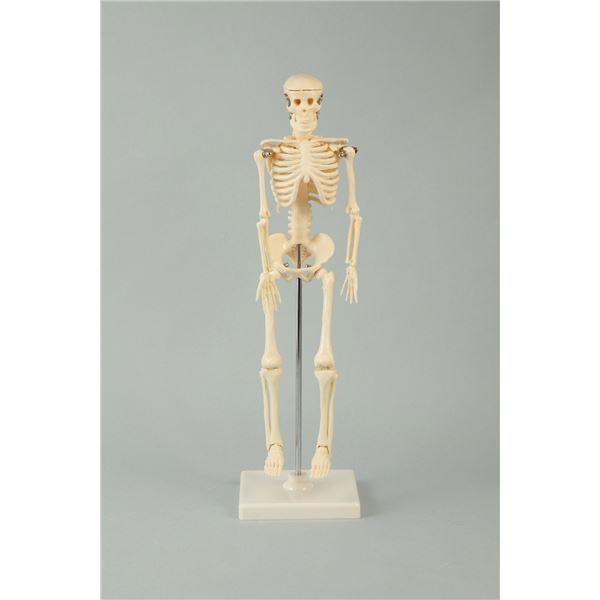 特価 (まとめ)アーテック 人体骨格模型 42cm 〔×5セット〕 その他楽器、手芸、コレクション