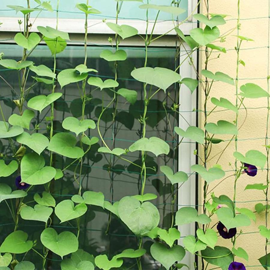 つる植物 ネット つる栽培ネット 園芸ネット かんたん ガーデニングネット 10cm角目 四隅取付ロープ付 3 6 耐久性 農業用 園芸用 Kuros Shop 通販 Yahoo ショッピング