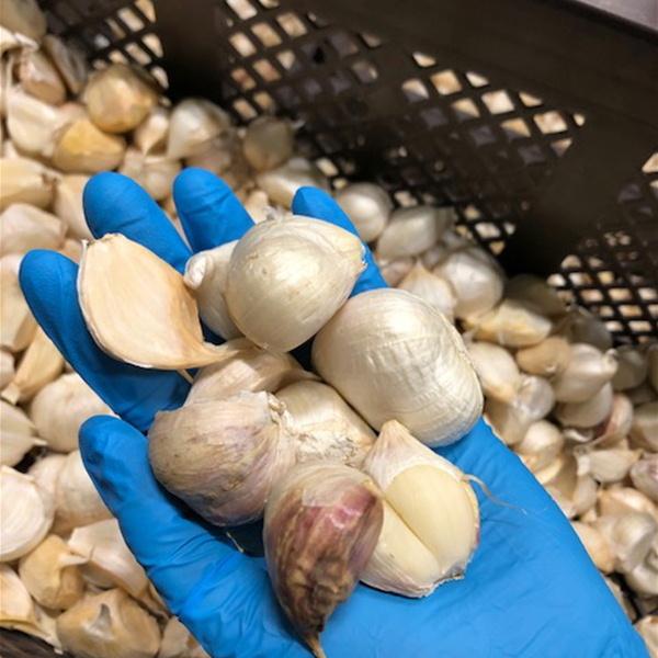 ニンニク バラ 訳あり 青森県産 にんにく 1kg : 黒にんにくの ニンニク バラ 訳あり 青森県産 にんにく 1kg : 黒にんにくの