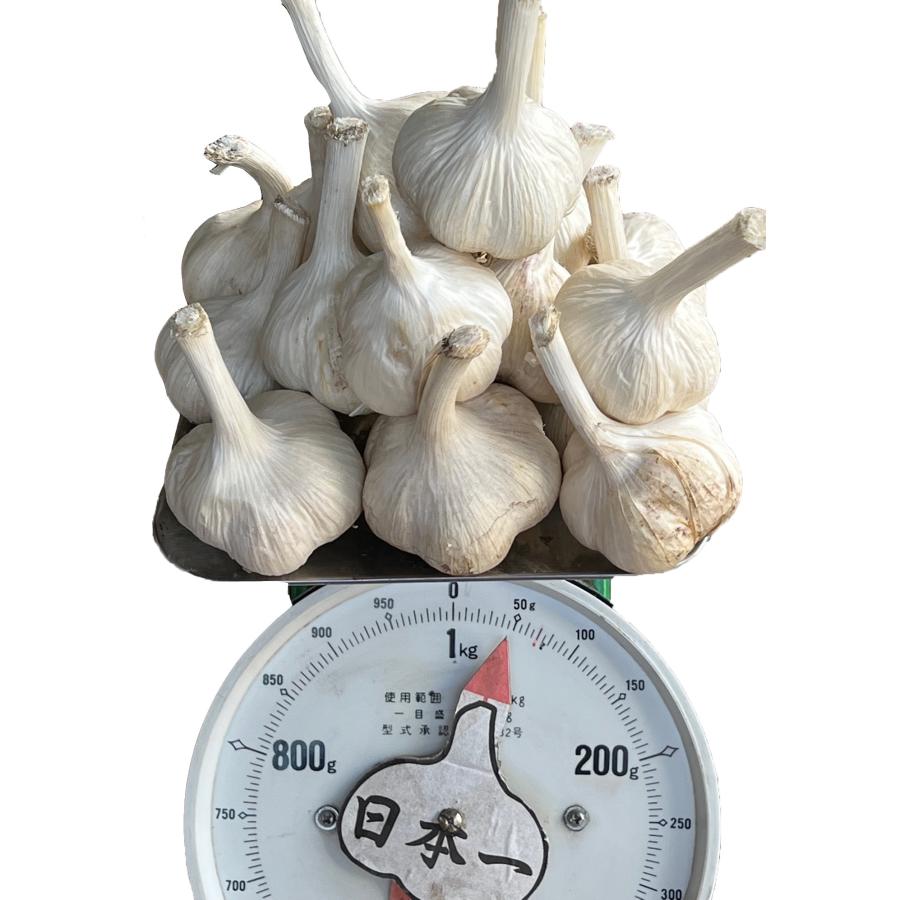 青森県産 にんにくの種 サイズ混合 1kg 種子用 栽培 にんにく 福地ホワイト六片種 :H-1046:黒にんにくの岡崎商店 - 通販 - Yahoo!ショッピング 青森県産 にんにくの種 サイズ混合 1kg 種子用 栽培 にんにく 福地ホワイト六片種 :H-1046:黒にんにくの岡崎商店 - 通販 - Yahoo!ショッピング