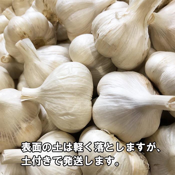 青森県にんにくタネ5キロL M 消毒済み 【公式通販】