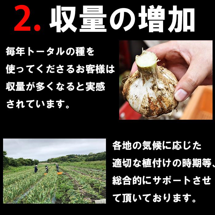 種にんにく Lサイズ 玉 青森産 1キロ 土付き 福地ホワイト六片種 乾