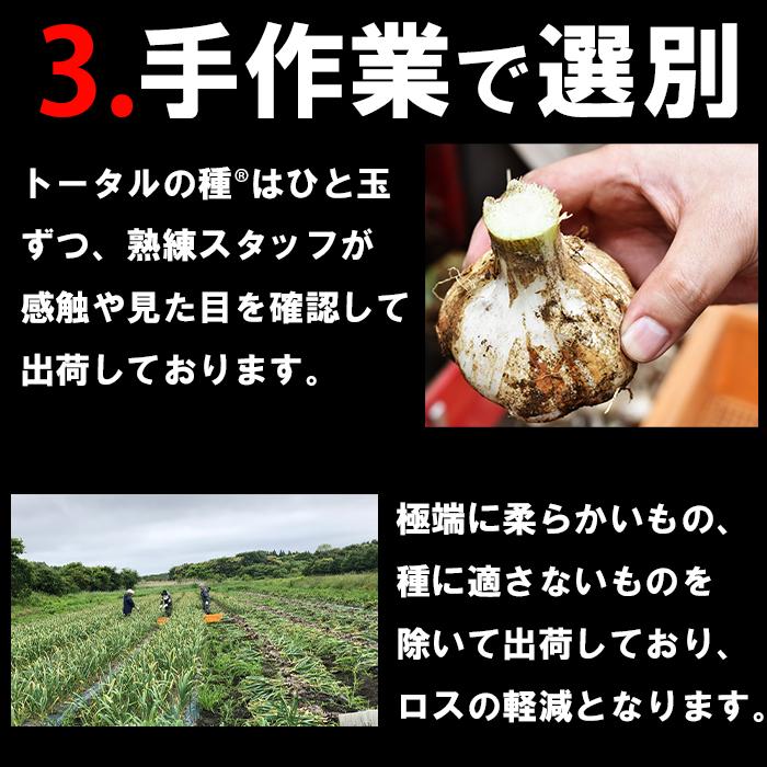種にんにく Lサイズ 玉 青森産 1キロ 土付き 福地ホワイト六片種 乾