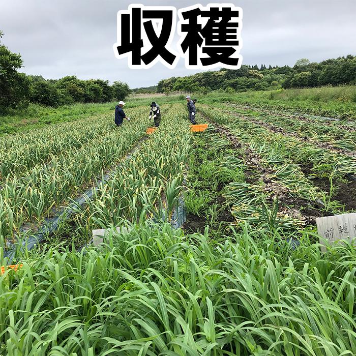 にんにく M〜２Ｌサイズ詰め合わせＢＯＸ C品 大玉 青森産 1キロ 土付き 福地ホワイト六片種 BBQ 料理 鍋料理 皮を剥けばきれい｜kuroninnikutonya｜05