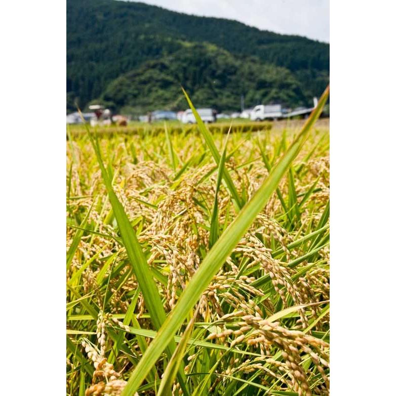 新米 宮崎産 コシヒカリ 令和8年産 九州米 2キロ 有機肥料使用 全国