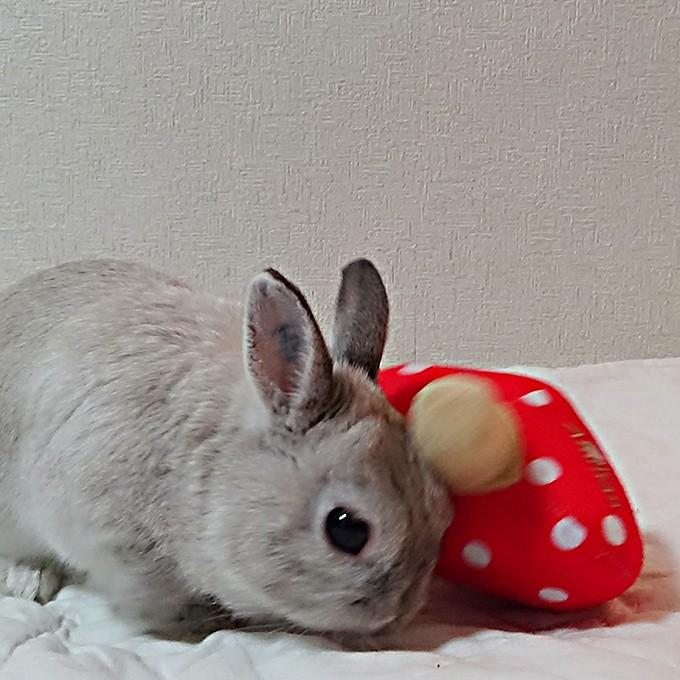 ウサギ用 おもちゃ ドギーマンハヤシ ウサギの おもちゃ おやさいパラダイス きのこ うさぎ ラビット ぬいぐるみ 玩具 ku ペッツビレッジクロスヤフー店 通販 Yahoo ショッピング