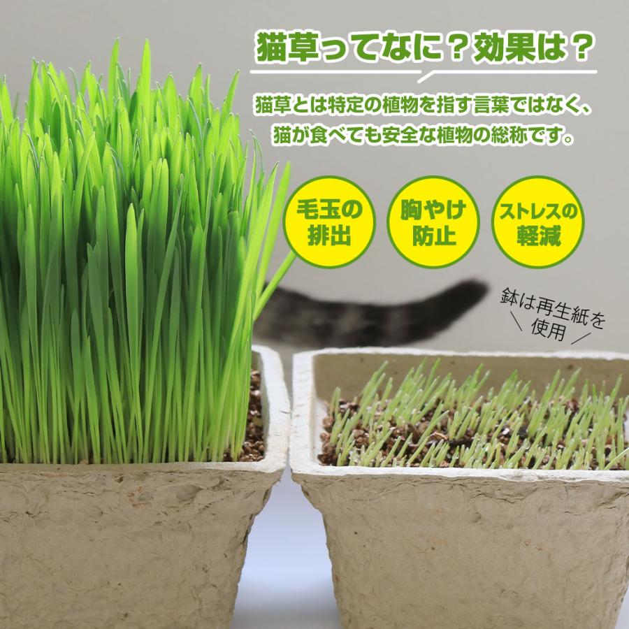 産地直送 新鮮無農薬 犬猫喜ぶごちそう猫草 4鉢セット : ペッツビレッジクロスヤフー店 - 通販 - Yahoo!ショッピング