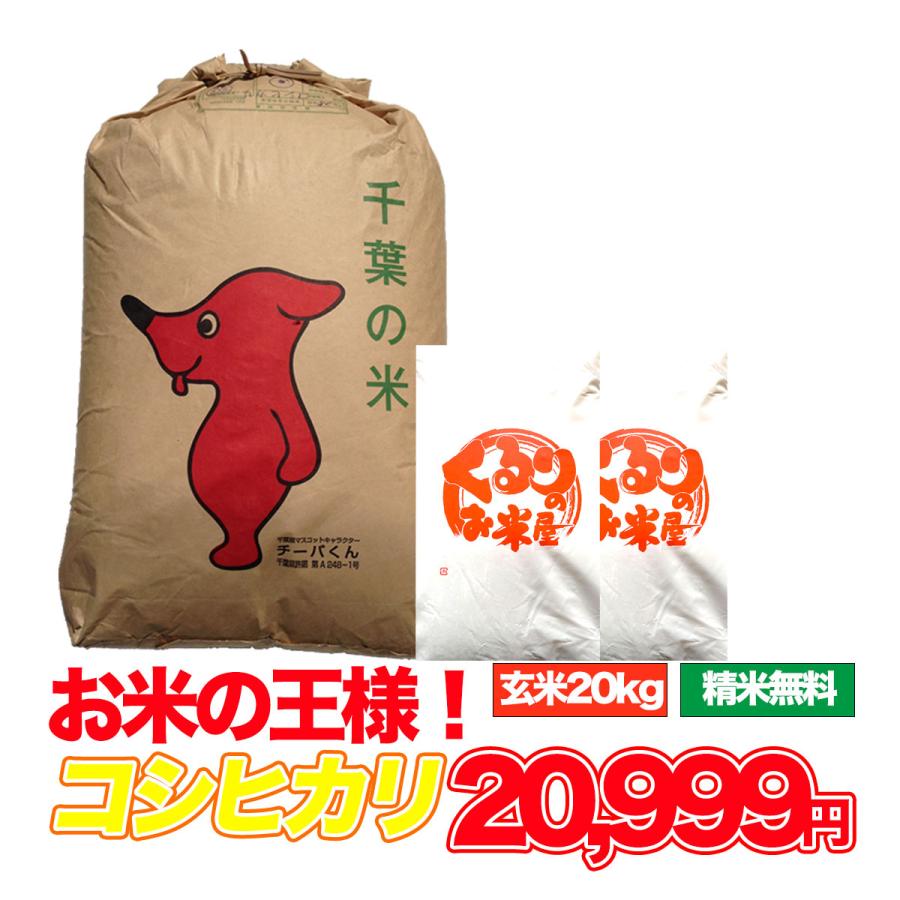 コシヒカリ 20kg 令和6年産 米 お米 玄米食でも安心の選別済 コシヒカリ 20kg 令和6年産 米 お米 玄米食でも安心の選別済
