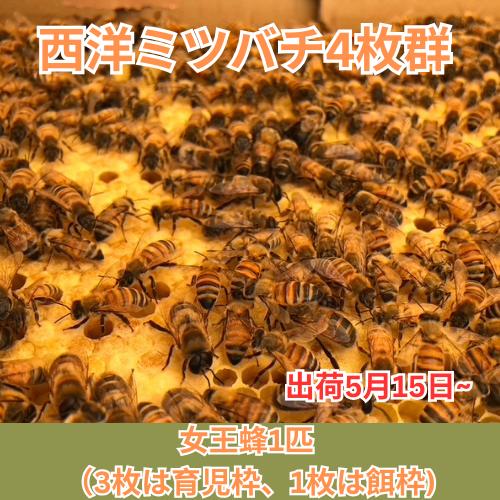 予約」出荷4月20日から〜 西洋ミツバチ飼育種蜂4枚群 女王蜂1匹 （3枚