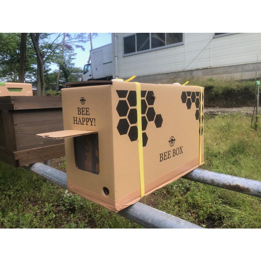 西洋ミツバチ飼育種蜂4枚群 女王蜂1匹 （3枚は育児枠、1枚は餌枠