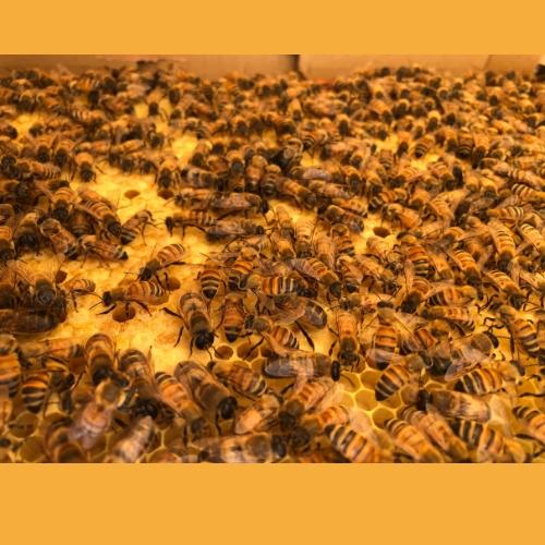 ミツバチ　西洋ミツバチの分蜂群を飼育しませんか?　巣板3枚+2枚追加しました 2027年春予約」西洋ミツバチ飼育種蜂4枚群 女王蜂1匹 （3枚は育児枠、1