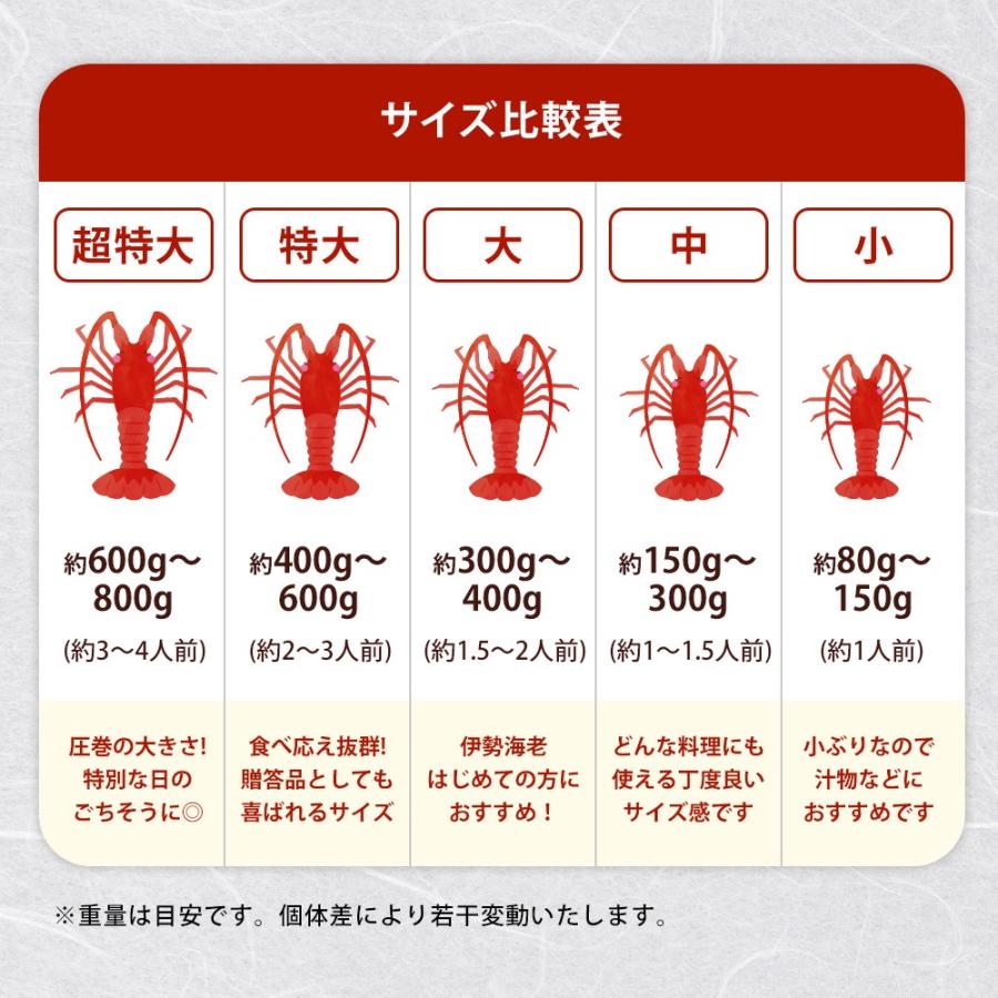 伊勢海老 本ズワイガニ 食べ比べセット】海鮮セット 生本ズワイガニ