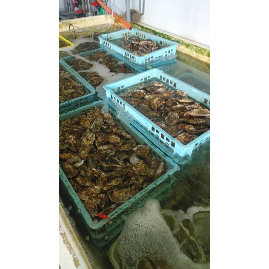 道東釧路の新鮮　厚岸産　殻付活牡蠣（100g~130g）20個 　生食可能｜kusirotan455｜03
