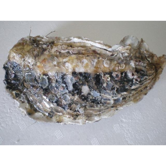 新鮮な　厚岸産　超特大殻付活牡蠣（２００g以上）　　３０個｜kusirotan455｜02