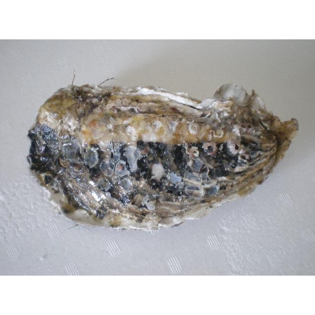 道東釧路の新鮮　厚岸産　殻付活牡蠣（100g~130g）１０個　生食可能｜kusirotan455｜02