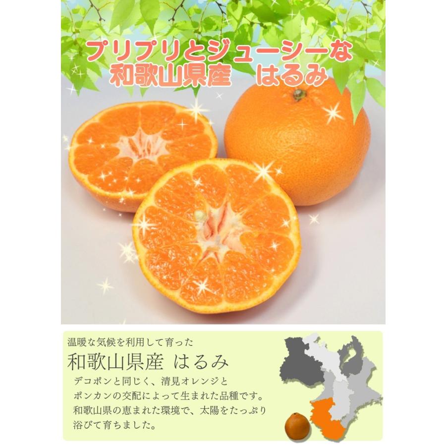 はるみ 8kg(箱込約8kg)和歌山県産 訳あり・ご家庭用 はるみ 8kg(箱込約8kg)和歌山県産 訳あり・ご家庭用