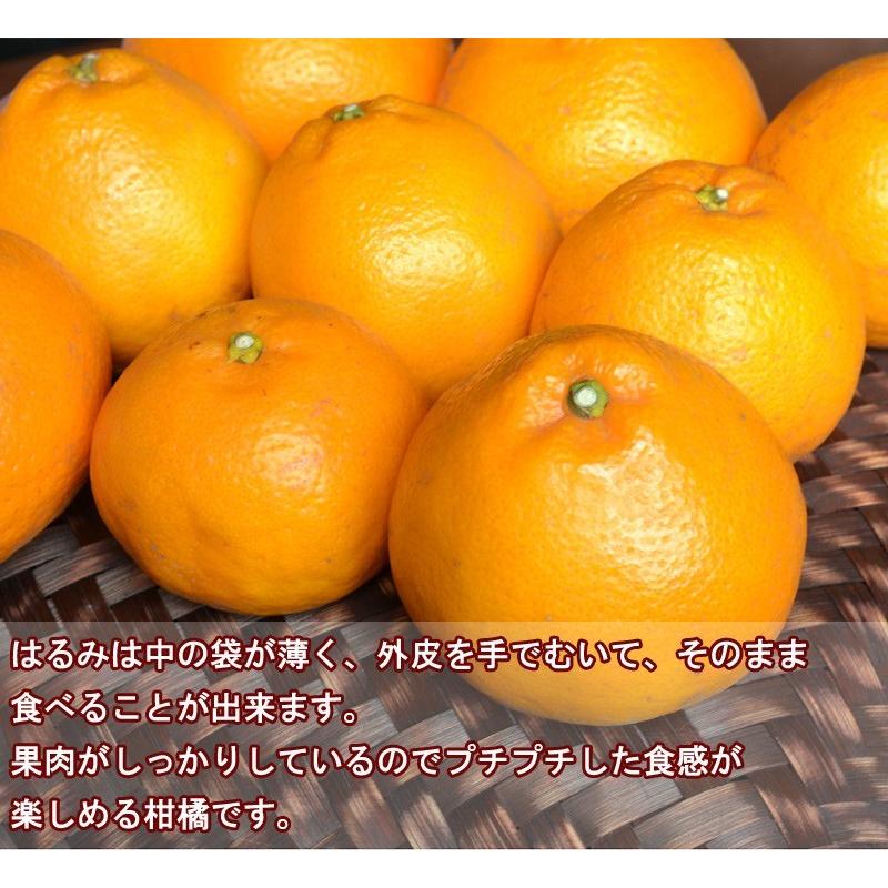 はるみ 8kg(箱込約8kg)和歌山県産 訳あり・ご家庭用 はるみ 8kg(箱込約8kg)和歌山県産 訳あり・ご家庭用