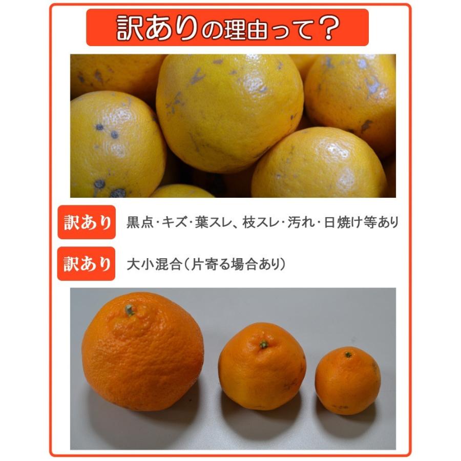 はるみ 8kg(箱込約8kg)和歌山県産 訳あり・ご家庭用 はるみ 8kg(箱込約8kg)和歌山県産 訳あり・ご家庭用
